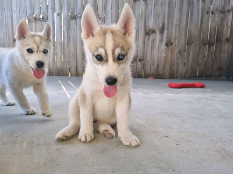 how do you discipline a husky puppy