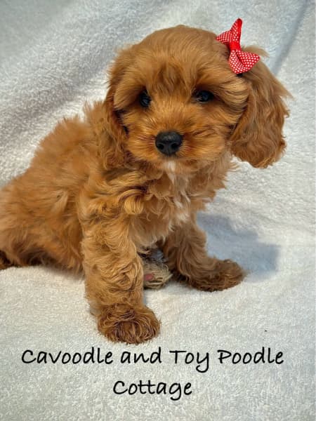 Oakhurst cavoodles hot sale