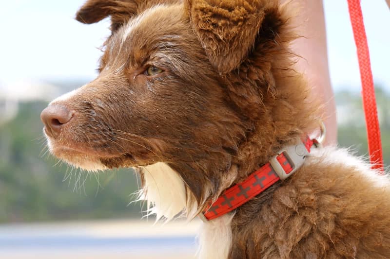 How Much Should I Charge For Dog Walking Australia