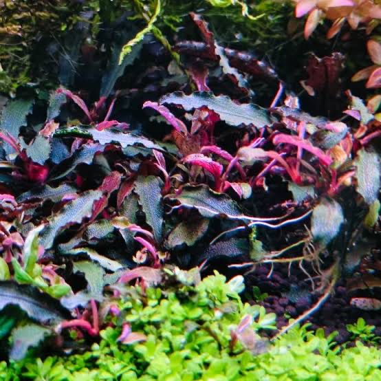 水草 Bucephalandra sp.Super Demos 水草 Bucephalandra sp.Super Demos Bucephalandra sp.Super Demos
