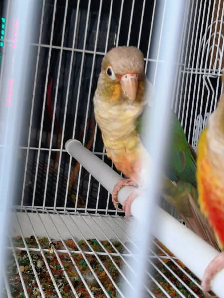 harga pineapple conure