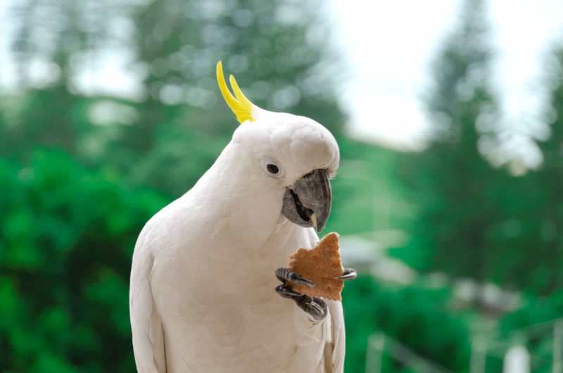 Professional Photographer - AVAILABLE62864726042371113