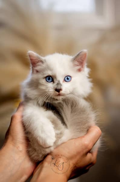 Gumtree best sale ragdoll kittens