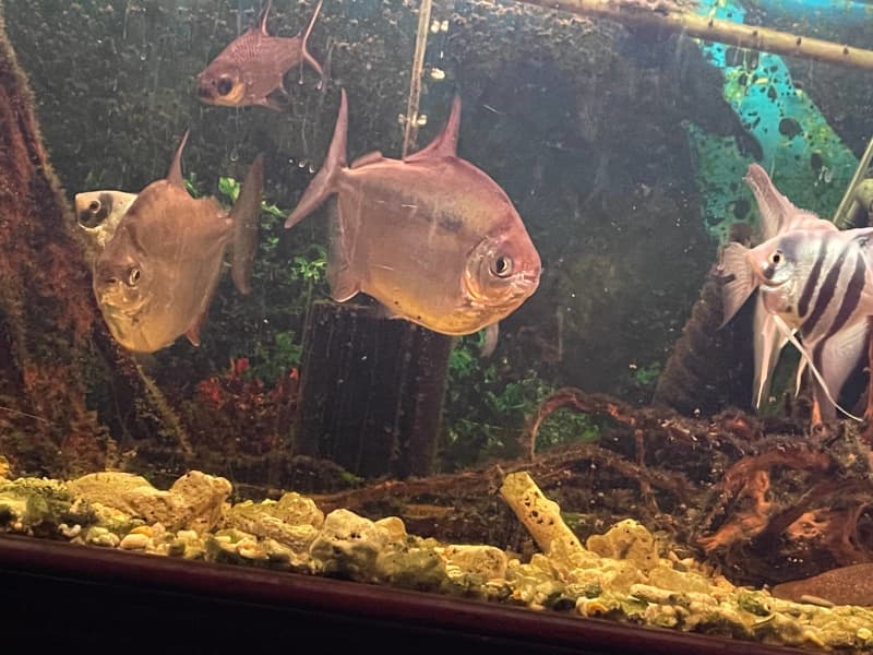 fish tank with fishes for sale