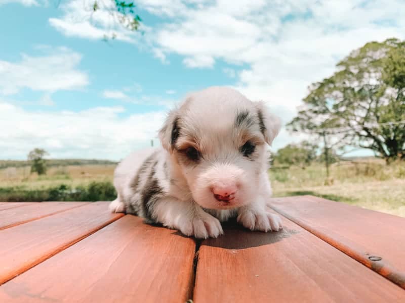 blue valley mini aussie puppies