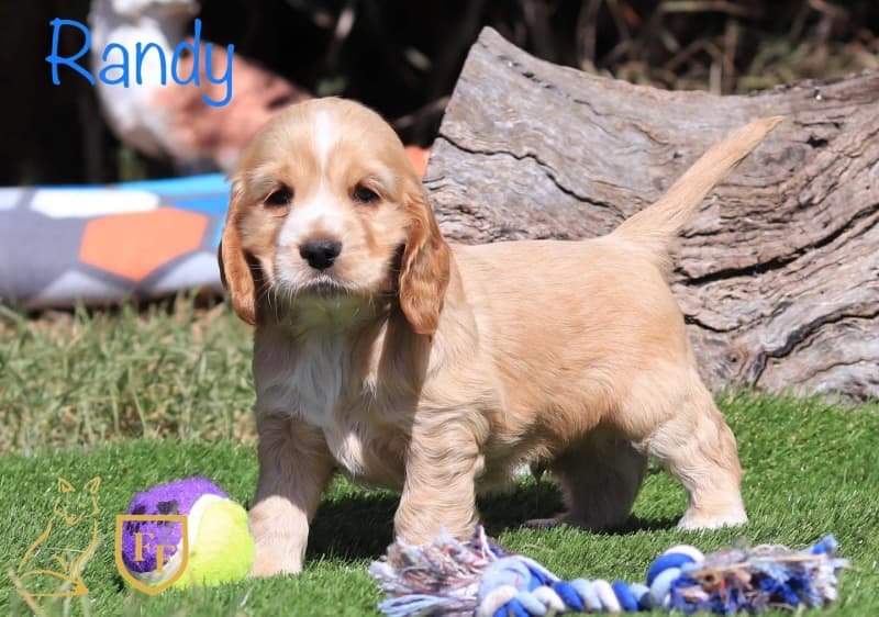 can a american cocker spaniel live in australia