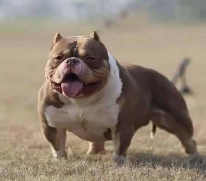 American Bully Pocket het schattigste en meest indrukwekkende ras. Ontdek nu!