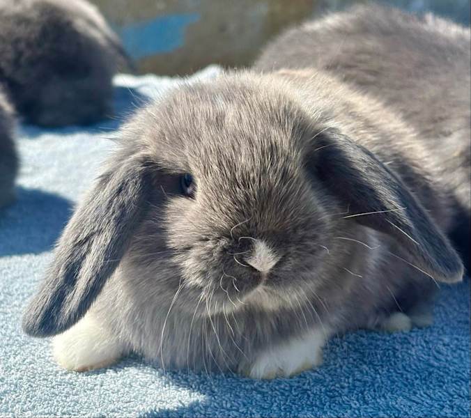 Baby Rabbits Blue Mini Lop Rabbit Week Old Grey Holland Lop Mini