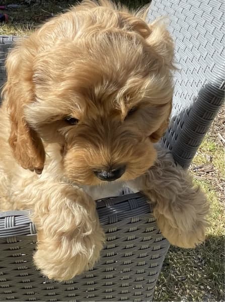 Gumtree 2024 toy cavoodle