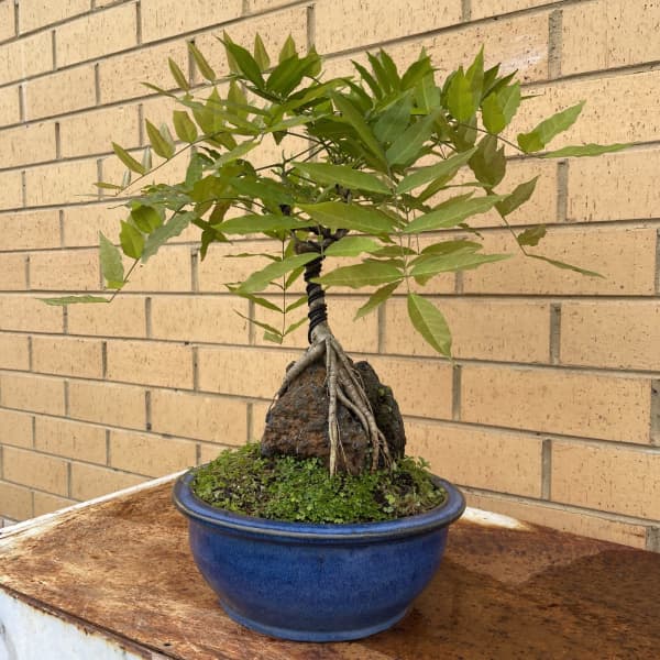 Bonsai Melbourne - Bonsai For Sale