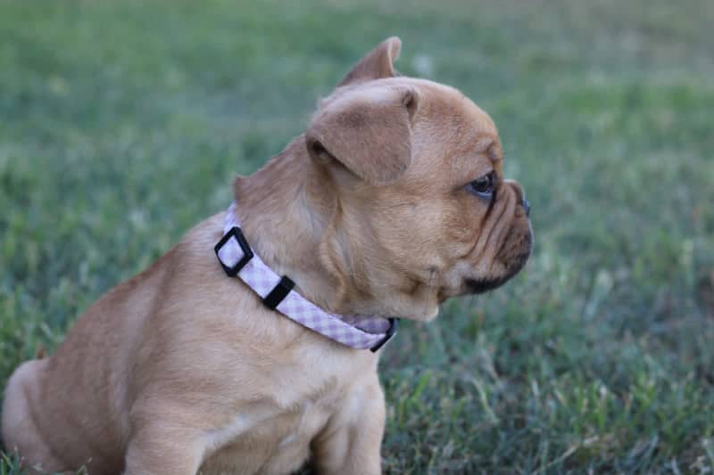 how to potty train a older french bulldog