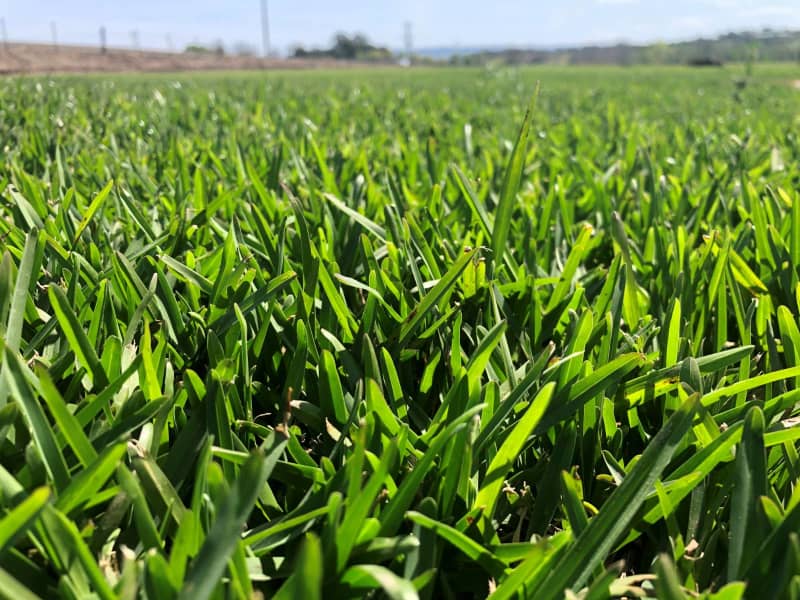 Zoysia, Buffalo, Kikuyu, Couch Turf Available!!! $9/m263012913518082112