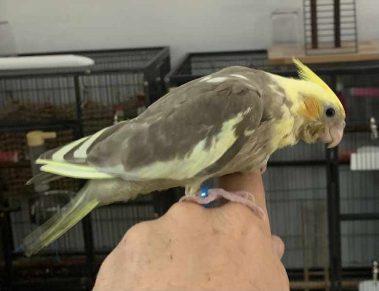 cinnamon pied cockatiel