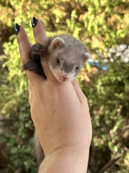 Ferrets for sale sales australia