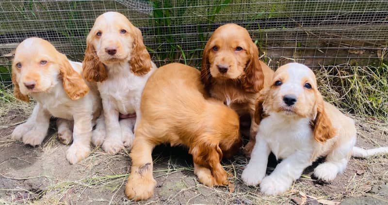 cocker spaniel puppy pedigree