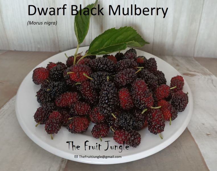 Dwarf Black Mulberry Tree Large size