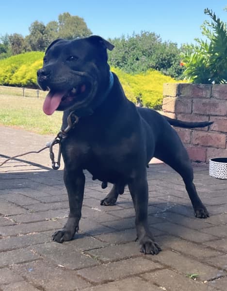 Jet best sale black staffy