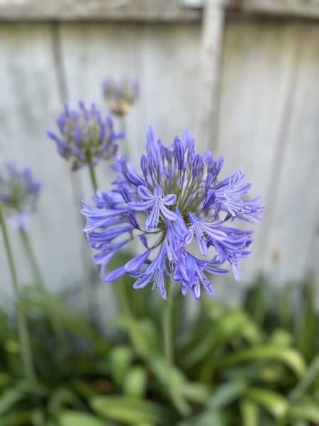 Agapanthus in Bloom for Sale | Plants | Gumtree Australia Eastern Suburbs -  Kensington | 1304518811