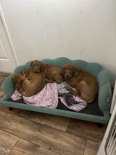 Vizsla puppies for sale hot sale gumtree