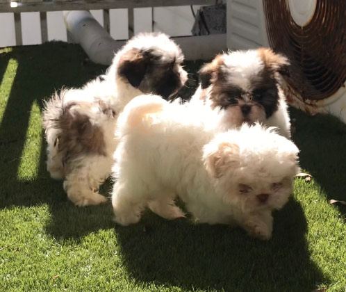 Maltese Puppies Maltese Shih Tzu Gumtree Shih Tzu Fluffy Maltese