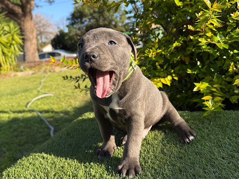 Pedigree Staffy Puppy Little Staffy Dog 2025