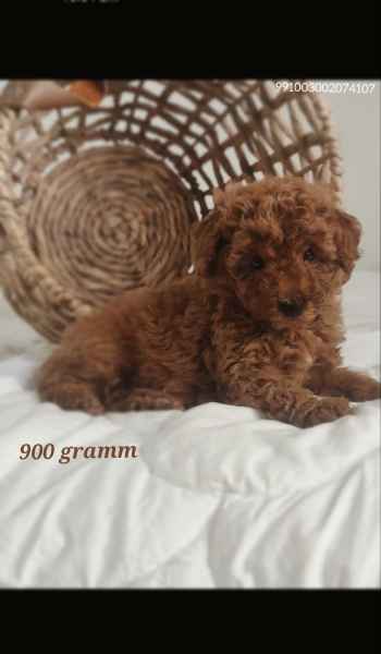 teacup poodle gumtree