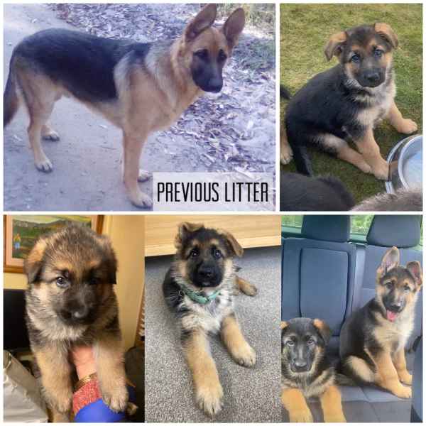 German shepherd puppies for sale hot sale on gumtree