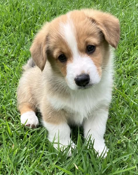 Corgi for best sale sale gumtree