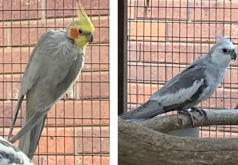 pastel cockatiel