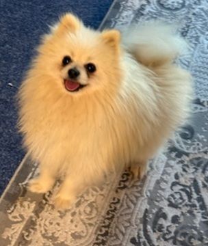 pomeranians Dogs Puppies Gumtree Australia Casey Area