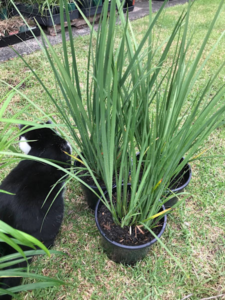 Aust native grasses, Lomandra & Dianella package62863393457154111