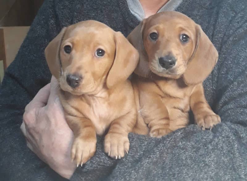 hills dachshund puppies