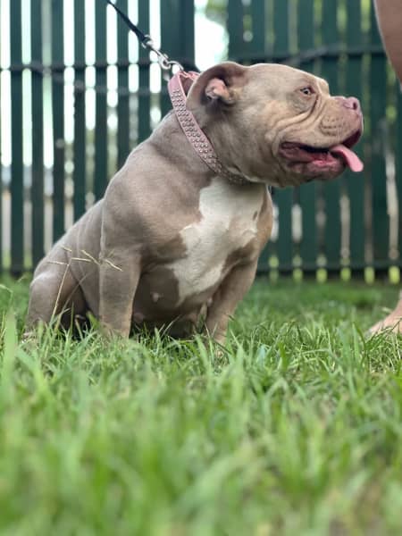 exotic American pocket bullies, Dogs & Puppies, Gumtree Australia  Playford Area - Smithfield