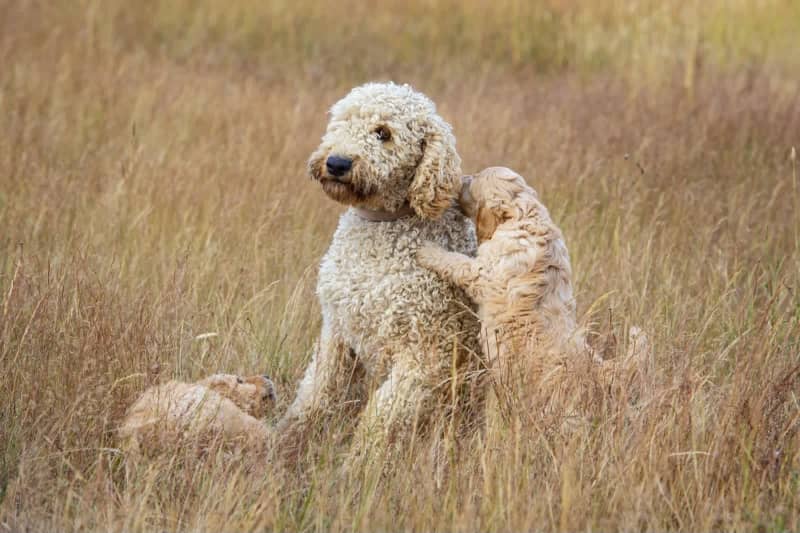 are labradoodles cuddly dogs