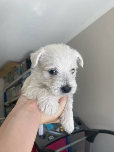 Gumtree west hot sale highland terrier