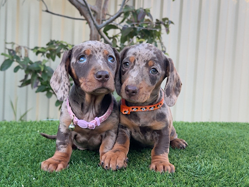 Blue Dachshund Puppies Rare Rare Dachshund Breeds 2025