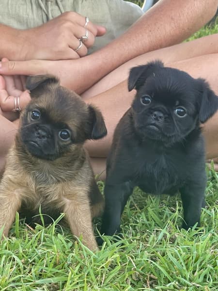 Short hair brussels griffon hotsell for sale