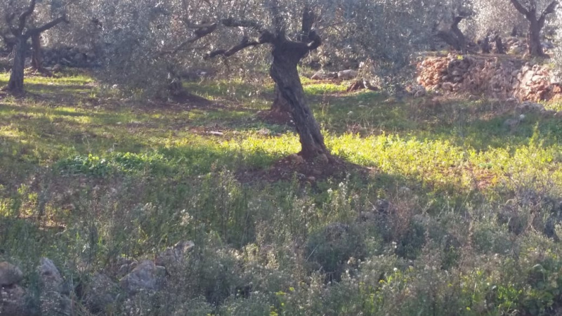 Land for sale in North lebanon al koura62882779547521113