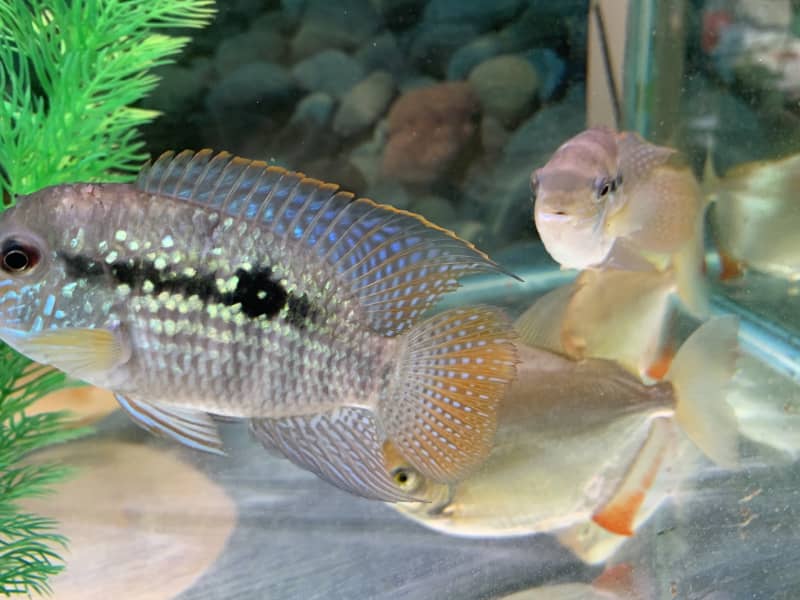 adult fish for sale