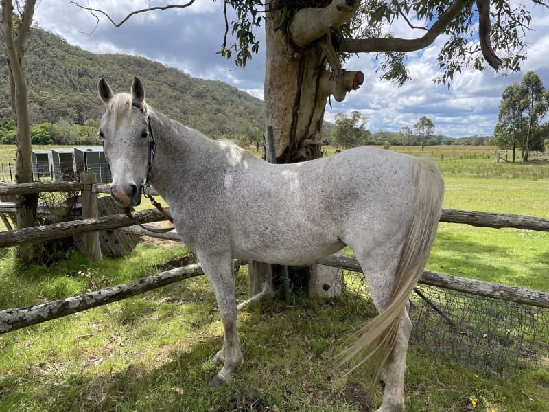 Purebred Arabian Gelding | Horses & Ponies | Gumtree Australia Dungog Area  - Glen Martin | 1303804398