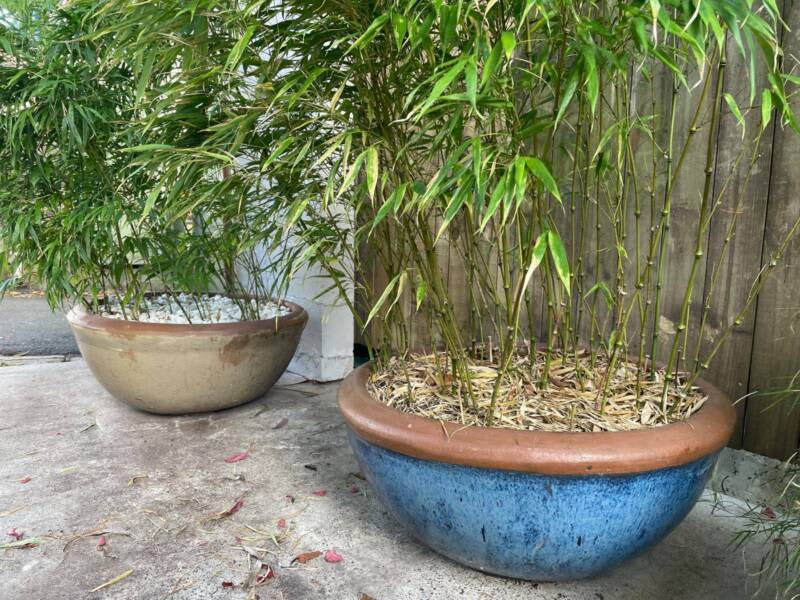 Walking Stick Bamboo - Chimonobambusa tumidissinoda (3 Hand-Made Pots), Plants, Gumtree Australia Eastern Suburbs - Coogee