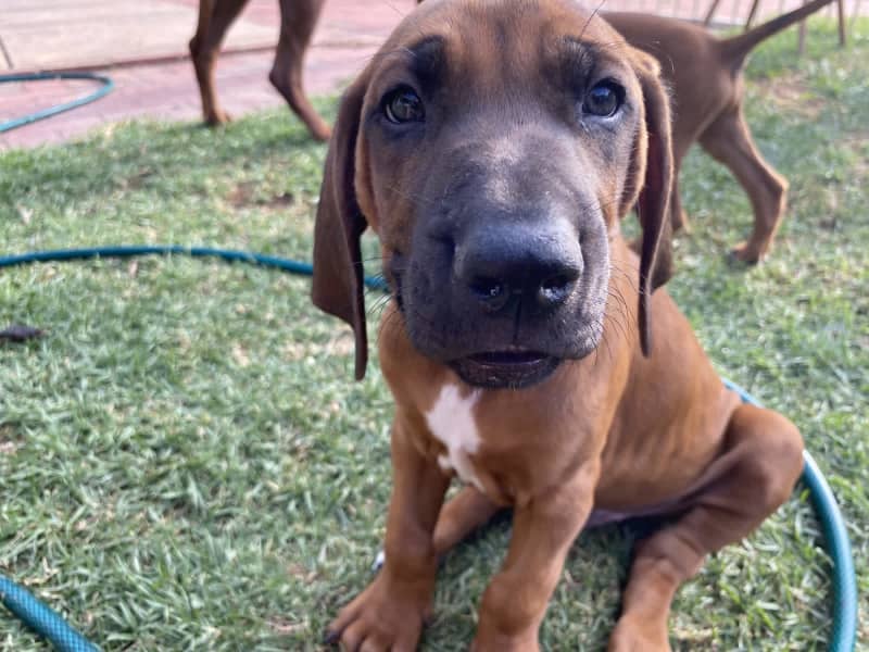 Purebred rhodesian ridgeback hot sale puppies for sale