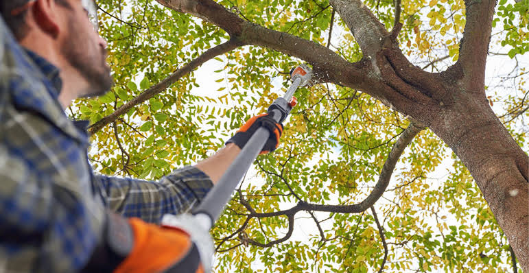 Tree removed or trimmed?62863416787457110