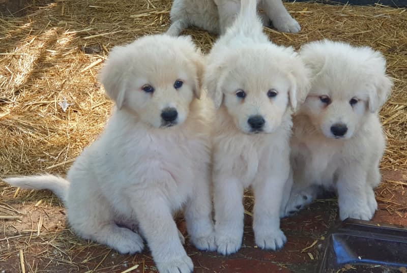 how much does a maremma sheepdog cost