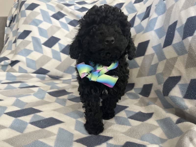 any advice for crate training a toy poodle puppy