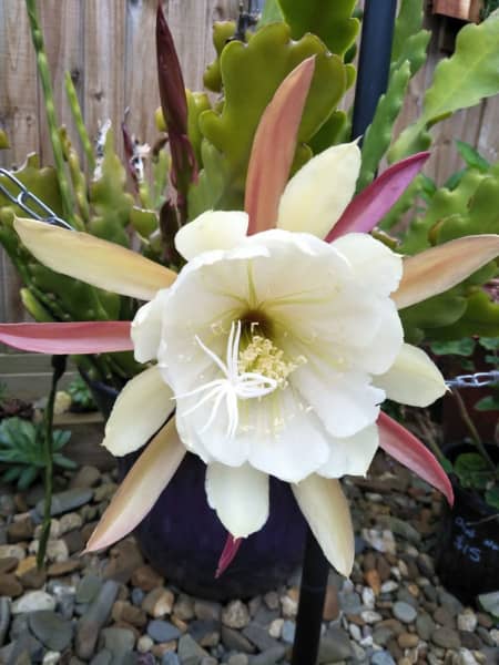 epiphyllum crenatum