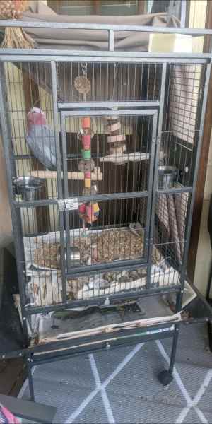 large bird cage craigslist