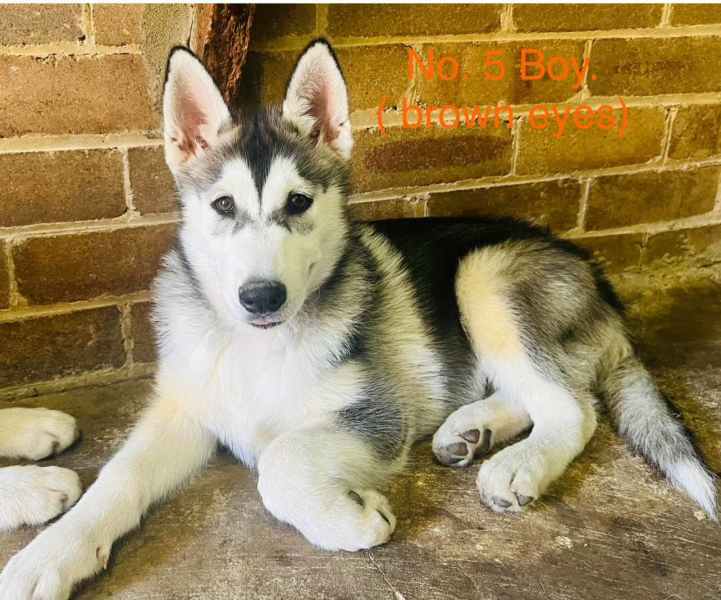 Siberian sales husky gumtree