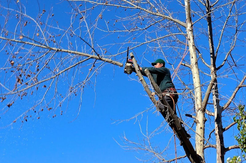 Tree removed or trimmed?62863416787457113