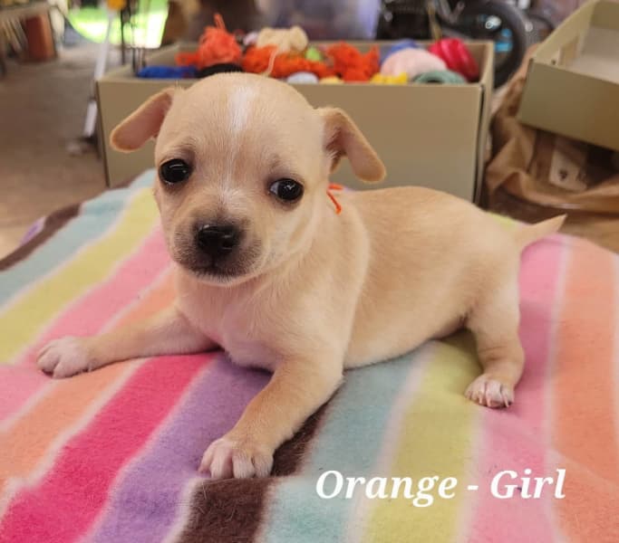 smooth hair chihuahua puppies sale